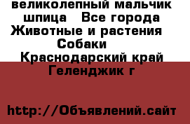 великолепный мальчик шпица - Все города Животные и растения » Собаки   . Краснодарский край,Геленджик г.